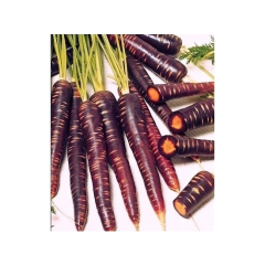 MOR HAVUÇ TOHUMU 10 GR