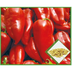 KAPYA YAĞLIK 28 BİBER TOHUMU 10gr