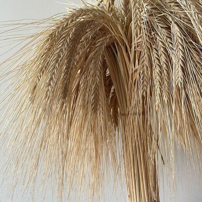 Arva Arpa Tohumu 50KG -Yemlik, İki Sıralı