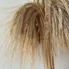 Arva Arpa Tohumu 50KG -Yemlik, İki Sıralı