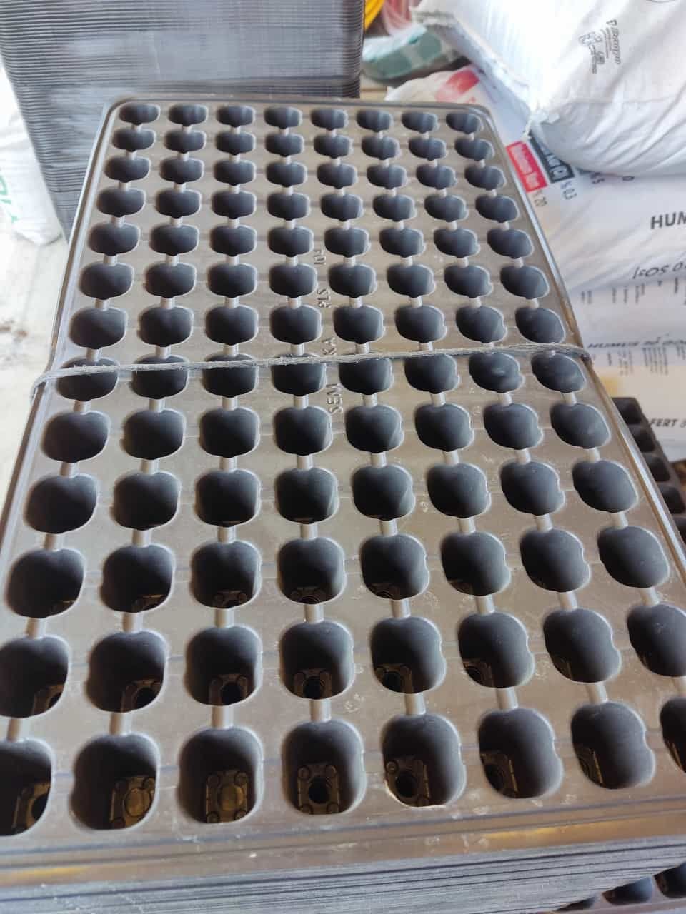 VİYOL 104 GÖZ/ TOHUM - FİDE Viyolu