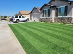 Ayrık Otu Tohumu /Köpek Dişi Ayrığı/Bermuda Grass 1 kg