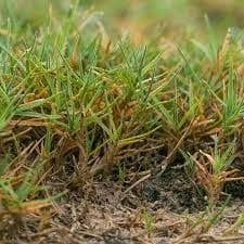 Ayrık Otu Tohumu /Köpek Dişi Ayrığı/Bermuda Grass 1 kg