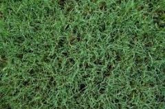 Ayrık Otu Tohumu /Köpek Dişi Ayrığı/Bermuda Grass 1 kg
