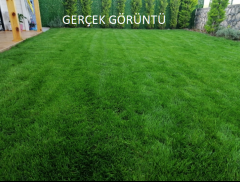 DSF TAMU 5 Mix İthal Çim Tohumu 10 kg