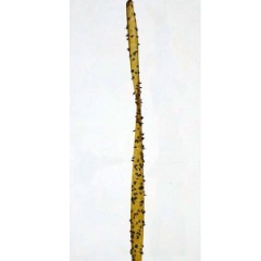 Astrap Sinek Yapışkanı (4 Kartuş)