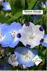 ARZUMAN ÖZLEM ÇİÇEĞİ TOHUMU 50 ADET