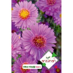 ARZUMAN DİLBER KİRPİĞİ (Aster L.) TOHUMU (50 ADET TOHUM)