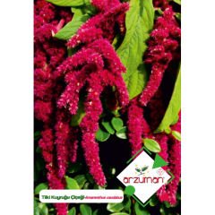 ARZUMAN TİLKİ KUYRUĞU TOHUMU (100 ADET TOHUM)