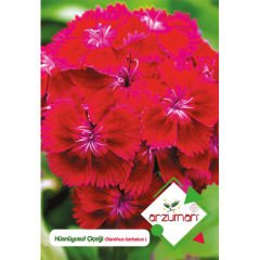 ARZUMAN HÜSNÜYUSUF TOHUMU (100 ADET TOHUM)