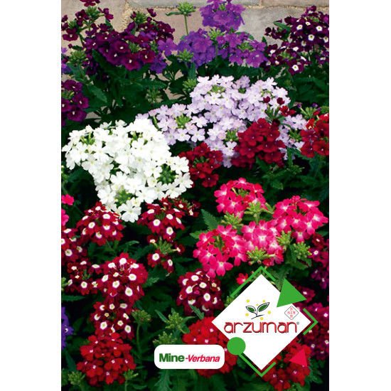 ARZUMAN MİNE ÇİÇEĞİ TOHUMU  (50 ADET TOHUM)