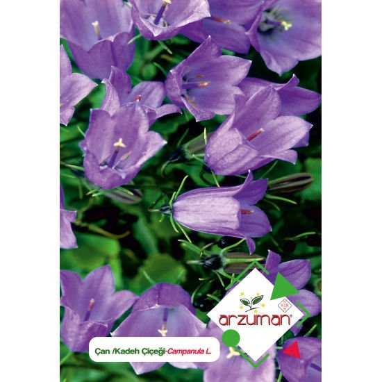ARZUMANKADEH/ÇAN ÇİÇEĞİ TOHUMU  (100 ADET TOHUM)