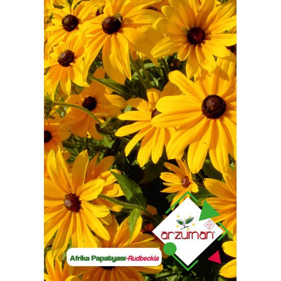 ARZUMAN AFRİKA PAPATYASI ÇİÇEĞİ TOHUMU ( 100 ADET TOHUM)