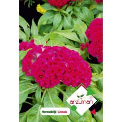 ARZUMAN HOROZiBİĞİ ÇİÇEĞİ TOHUMU ( 100 ADET TOHUM)