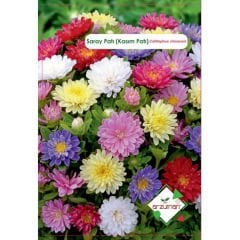 ARZUMAN SARAY PATI (KASIM PATI) ÇİÇEĞİ TOHUMU ( 50 ADET TOHUM)