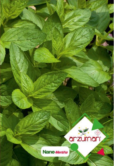ARZUMAN NANE TOHUMU ( 100 ADET TOHUM)