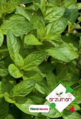 ARZUMAN NANE TOHUMU ( 100 ADET TOHUM)