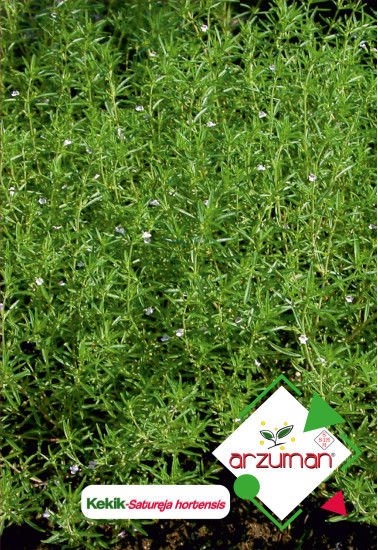 ARZUMAN KEKİK TOHUMU ( 100 ADET TOHUM)