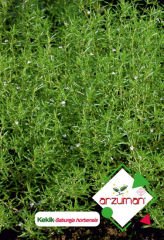 ARZUMAN KEKİK TOHUMU ( 100 ADET TOHUM)