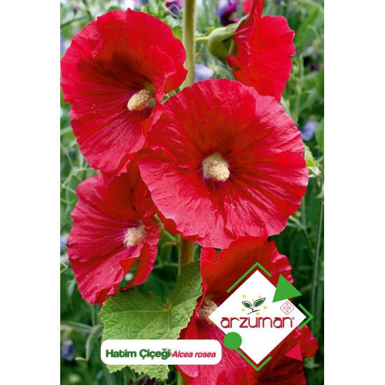 ARZUMAN HATİM ÇİÇEĞİ TOHUMU ( 50 ADET TOHUM)