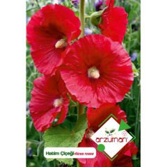 ARZUMAN HATİM ÇİÇEĞİ TOHUMU ( 50 ADET TOHUM)
