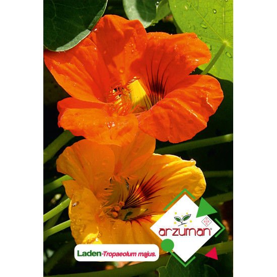 ARZUMAN LADEN TOHUMU ( 5 ADET TOHUM)