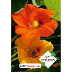 ARZUMAN LADEN TOHUMU ( 5 ADET TOHUM)