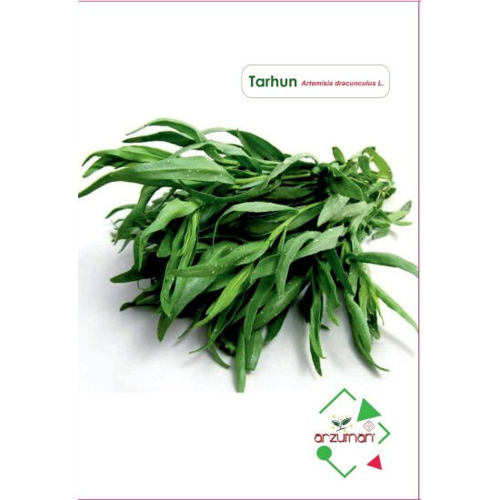 ARZUMANTARHUN TOHUMU ( 50 ADET TOHUM)
