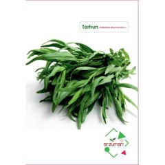 ARZUMANTARHUN TOHUMU ( 50 ADET TOHUM)