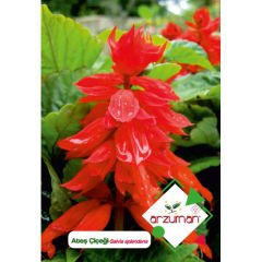 ARZUMANATEŞ ÇİÇEĞİ( 30 ADET TOHUM)