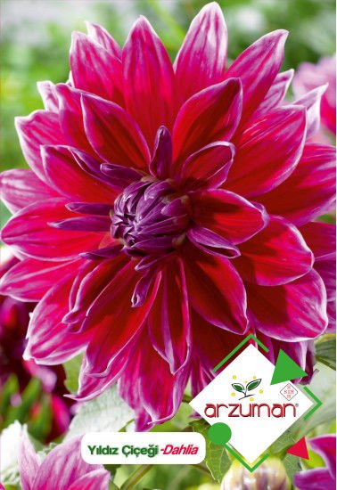 ARZUMAN YILDIZ ÇİÇEĞİ dahlia  ( 30 ADET TOHUM)