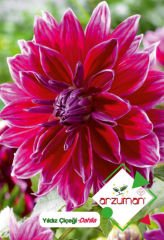ARZUMAN YILDIZ ÇİÇEĞİ dahlia  ( 30 ADET TOHUM)