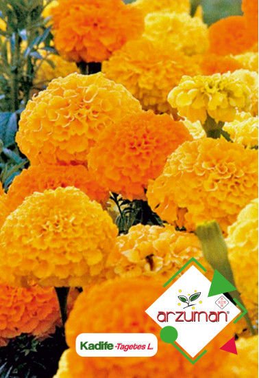 ARZUMAN KADİFE ÇİÇEĞİ ( 50 ADET TOHUM)