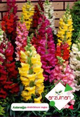 ARZUMAN ASLANAĞZI TOHUMU (100 ADET)