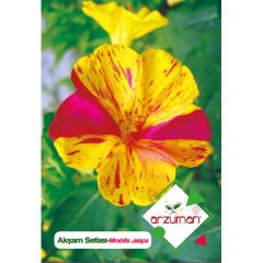 ARZUMAN AKŞAM SEFASI TOHUMU (25 ADET)